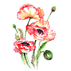 Wildflower poppy flower in a watercolor style isolated. Full name of the plant: poppy. Aquarelle wild flower for background, texture, wrapper pattern, frame or border.