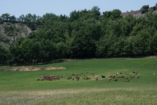 Allevamento di caprioli in un prato verde in Provenza, Francia