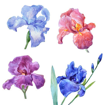 Watercolor set of irises.