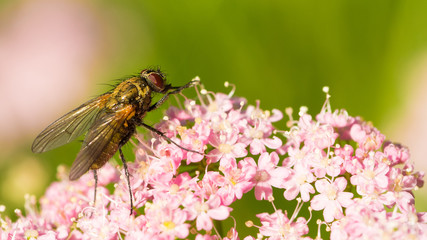 Fliege auf Blume