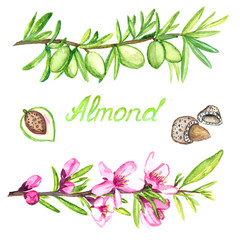 Almond branch with flowers and nuts, nuts with opened shell, isolated hand painted watercolor illustration