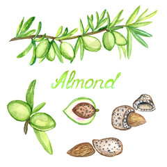 Almond branch with nuts and nuts with opened shell, isolated hand painted watercolor illustration