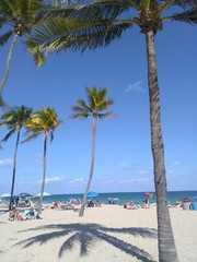 Palmier en Floride - fort Lauderdale