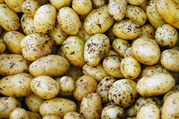 Freshly dug new potatoes  at the market