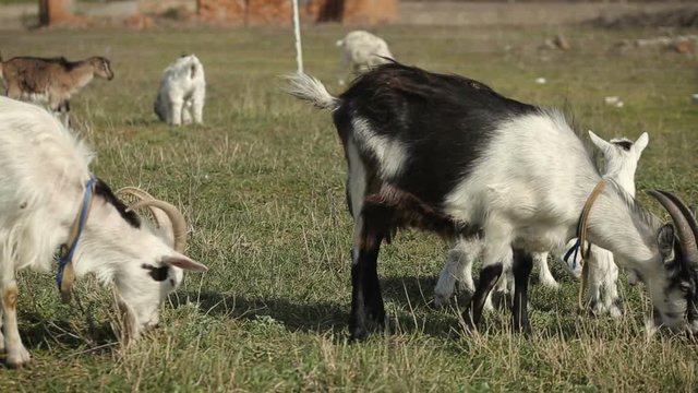 Panoramic shot of herd of goats grazing in a field. Domestic goat on the farm