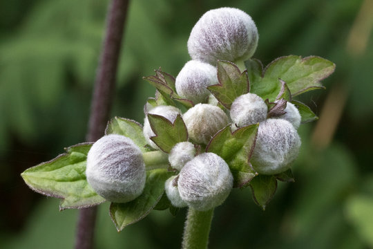 Anemoon in knop