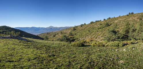 Fototapeta na wymiar Meadows and padded brushwood (Cytisus oromediterraneus) near Hornillo Stream, in Guadarrama Mountains National Park, Spain