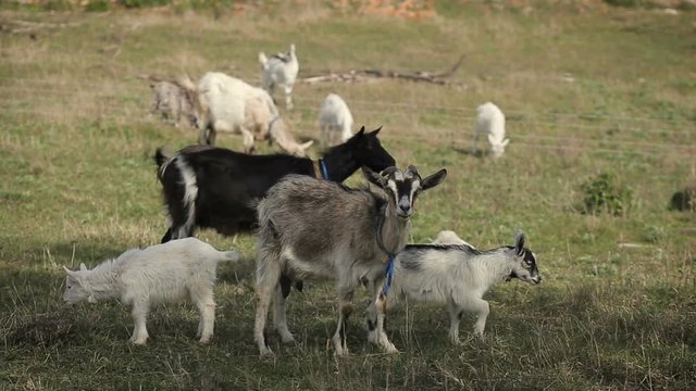 Shot of herd of goats grazing in a field. Domestic goat on the farm