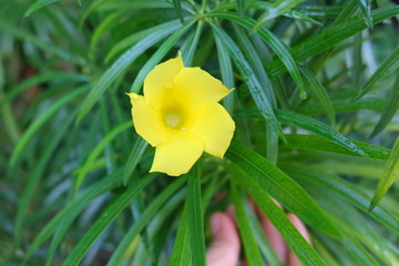yellow flower