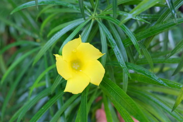 yellow flower