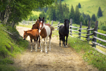 Horses on a Country Road