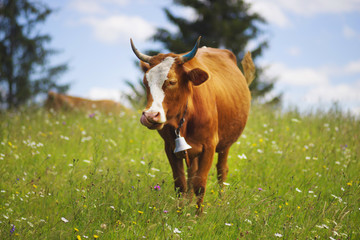 Cow in Blooming Herbs
