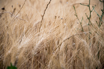 Fototapeta premium Spighe di grano in un campo in Provenza