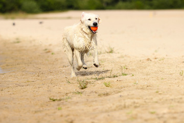 Fototapeta premium Dog and ball