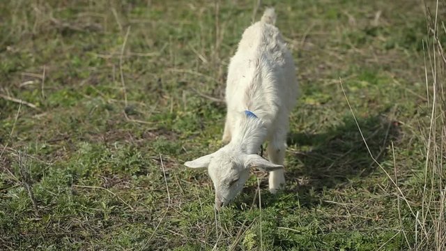 Shot of white domestic goat on the farm
