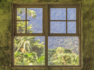 Atlantic forest viewed through an old decaying window