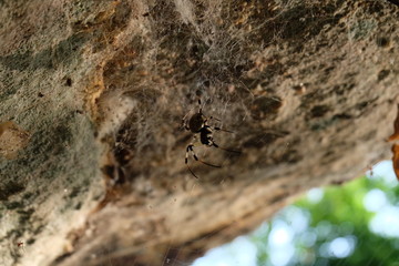 Spider lifestyle