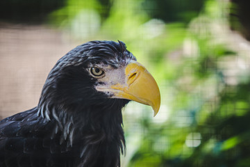 predator