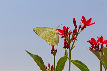 a moth and flowers background 