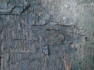 Wood texture. Old wood panel. Gray colour