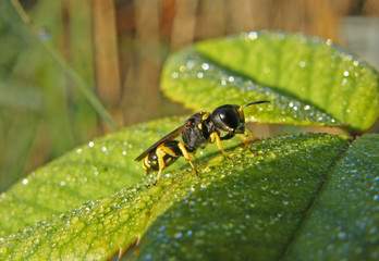Fototapeta premium vespa