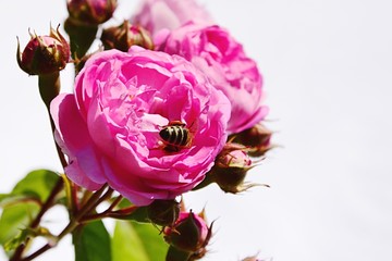 Fototapeta premium Pink climbing rose Geschwind Nordlandrose, Geschwind 1884 with western honey bee Apis Mellifera deep in flower center, pale background
