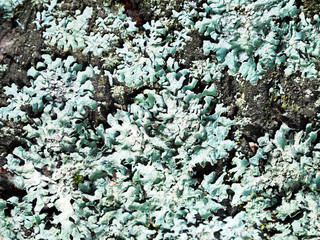 Background texture of lichen.
