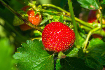 Strawberries growing on a bush