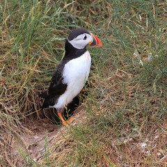 Atlantic Puffin (Fratercula arctica), adult at the head of its nesting burrow Farne Islands, Northumbria, England, UK.