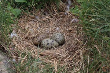 Eggs in a Lesser Black-backed Gull's nest, Farne Islands, Northumbria, England, UK.