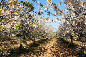Cherry blossom trees