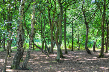 A wide sunlit footpath passes between oak and silver birch trees in Sherwood Forest..