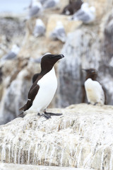 Razorbill (Alca torda), an adult on nesting cliffs, Farne Islands, Northumbria, England, UK.