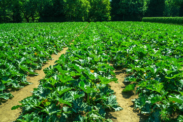 Rows of courgettes growing on a farm