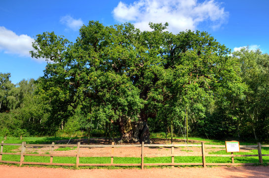 Major Oak, Sherwood Forest, Nottinghamshire..