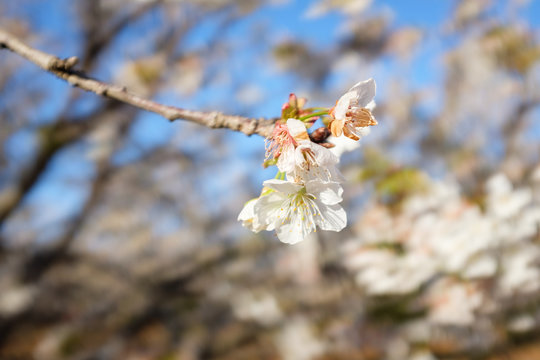 Cherry blossom trees