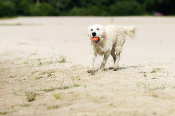 Dog and ball