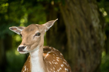 Reh im wald