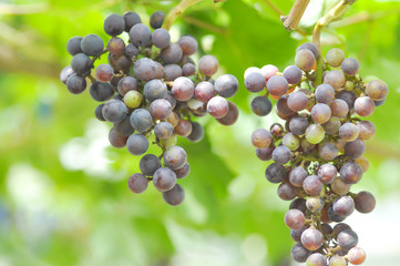 grape plant in the orchard