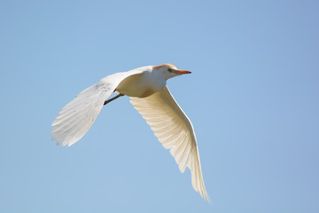 airone guardabuoi (Bubulcus ibis) in volo