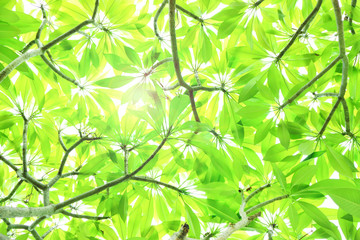 green leaf of frangipani or plumeria concept natural and background