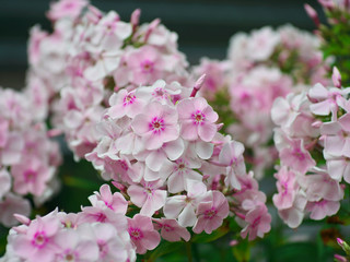 background with Blooming pink Phlox flower paniculata, Polemoniaceae