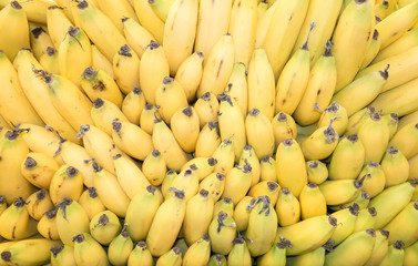Lot bunch of fresh banannas in food market, yellow color background.