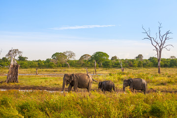 Fototapeta premium Elefanten im Udawalawe Park, Sri Lanka