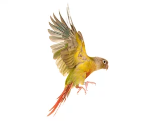 Rolgordijnen Green-cheeked parakeet in studio © cynoclub