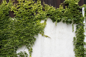 Parthenocissus climbing up the white walls with a mark on the sign
