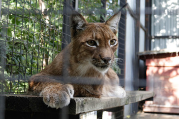 Lynx