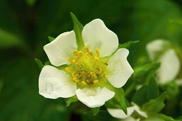 Strawberry fresh flower with water drop in morning