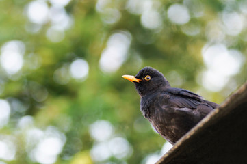 Common blackbird (Tordus Merula)