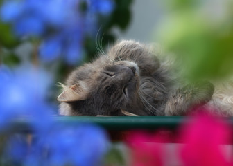Schlafende Katze zwischen bunten Blumen